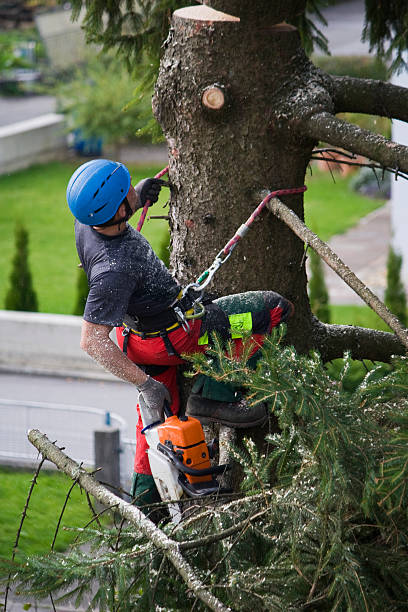 Best Storm Damage Tree Cleanup  in Upton, WY